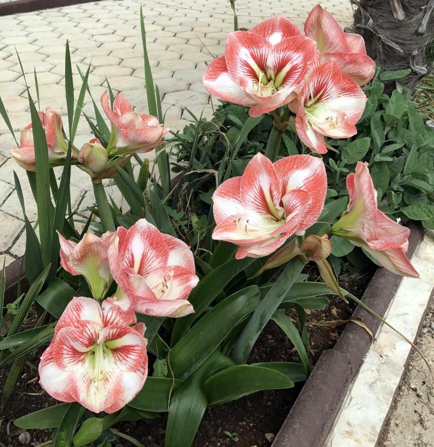 Вилла Palme Пореч Экстерьер фото